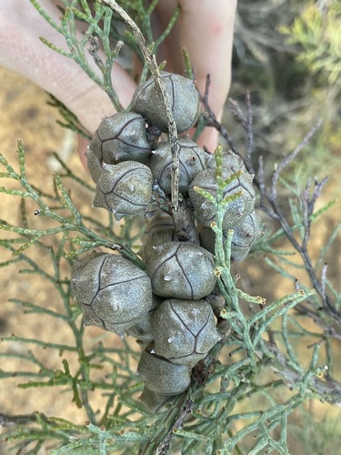 Roe's cypress-pine (Callitris roei)