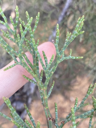 Image of Callitris roei by (c) Thomas Mesaglio, some rights reserved (CC BY)