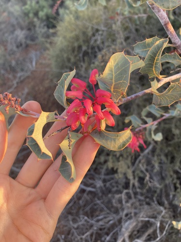 Image of Grevillea insignis by (c) Thomas Mesaglio, some rights reserved (CC BY)