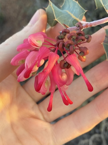 Image of Grevillea insignis by (c) Thomas Mesaglio, some rights reserved (CC BY)