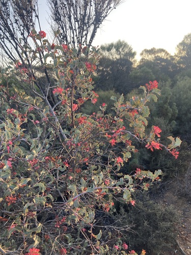 Image of Grevillea insignis by (c) Thomas Mesaglio, some rights reserved (CC BY)