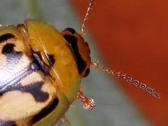 Peltoschema hamadryas