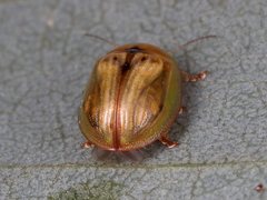 Peltoschema hamadryas