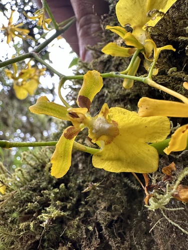 Oncidium cultratum, photograph 4