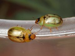 Peltoschema hamadryas