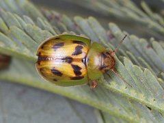 Peltoschema hamadryas