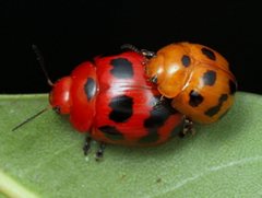 Paropsisterna octomaculata