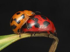 Paropsisterna octomaculata