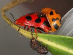 Paropsisterna octomaculata