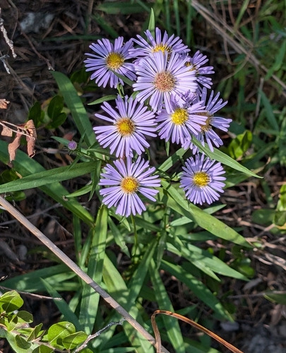 Robyns' Aster (Symphyotrichum robynsianum)