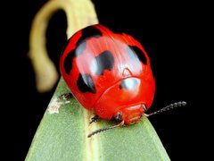 Paropsisterna octomaculata