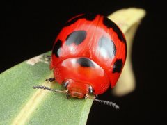 Paropsisterna octomaculata