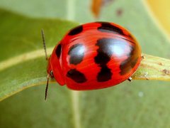 Paropsisterna octomaculata