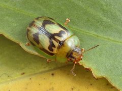 Peltoschema hamadryas