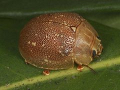 Paropsis lutea