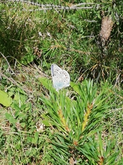 Polyommatus escheri
