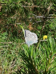 Polyommatus escheri