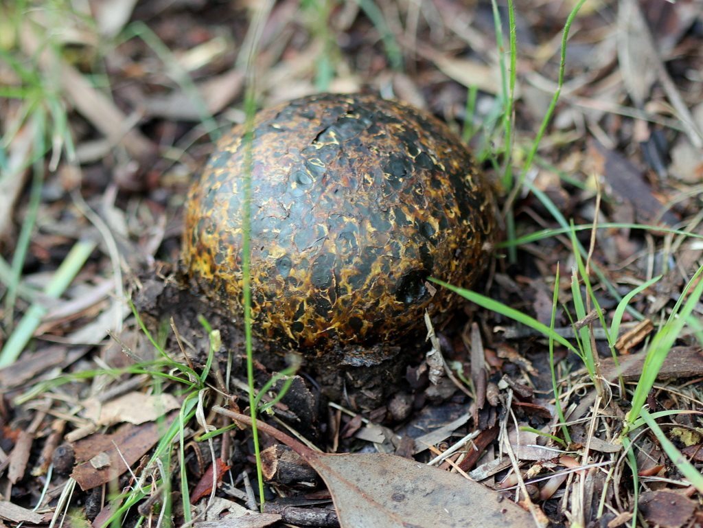 Pisolithus marmoratus