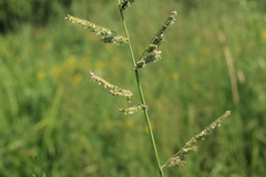 Beckmannia eruciformis