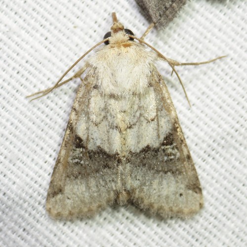 Euxoa cincta
