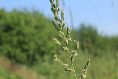 Beckmannia eruciformis