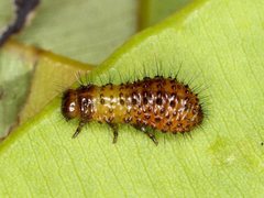 Paropsisterna octomaculata