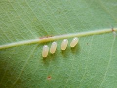 Paropsisterna octomaculata