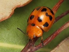 Paropsisterna octomaculata