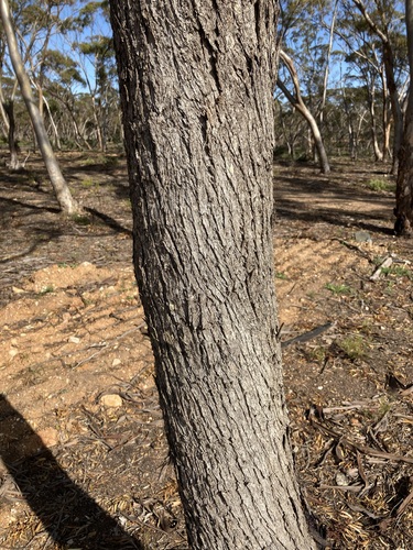 Image of Eucalyptus oleosa by (c) Thomas Mesaglio, some rights reserved (CC BY)