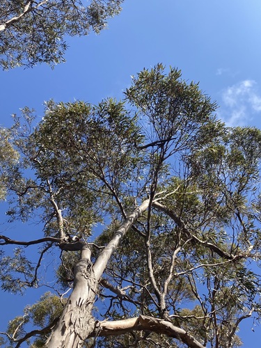 Image of Eucalyptus oleosa by (c) Thomas Mesaglio, some rights reserved (CC BY)