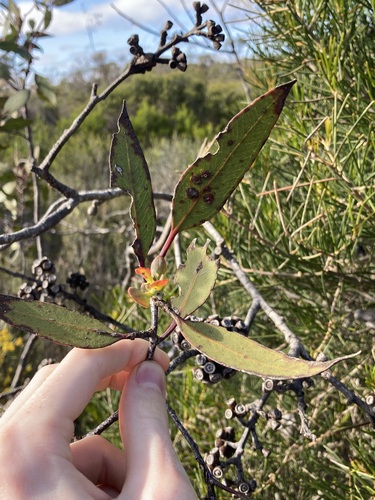Image of Eucalyptus desmondensis by (c) Thomas Mesaglio, some rights reserved (CC BY)