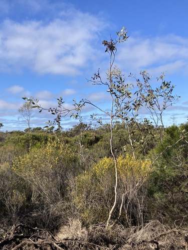 Image of Eucalyptus desmondensis by (c) Thomas Mesaglio, some rights reserved (CC BY)