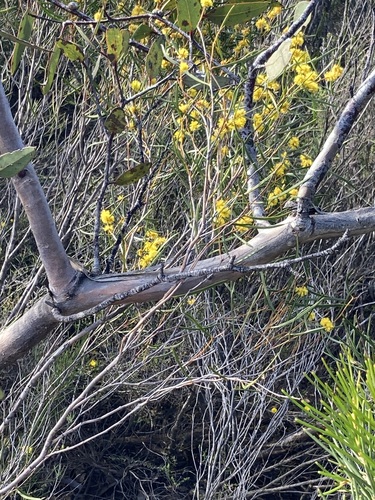 Image of Eucalyptus desmondensis by (c) Thomas Mesaglio, some rights reserved (CC BY)