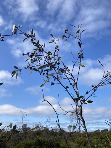 Image of Eucalyptus desmondensis by (c) Thomas Mesaglio, some rights reserved (CC BY)