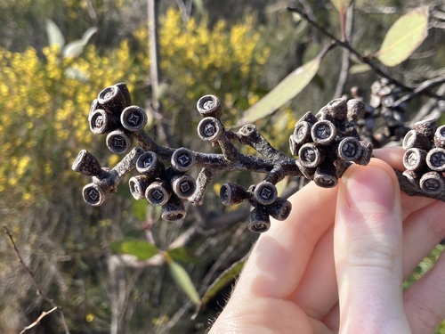 Image of Eucalyptus desmondensis by (c) Thomas Mesaglio, some rights reserved (CC BY)
