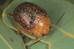 Paropsis wilsoni