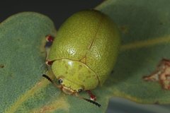 Paropsis rufitarsis