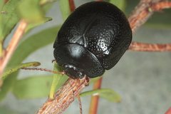 Dicranosterna aeraria