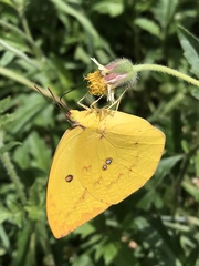 Catopsilia pomona