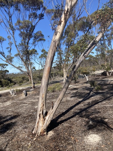 Image of Eucalyptus astringens by (c) Thomas Mesaglio, some rights reserved (CC BY)