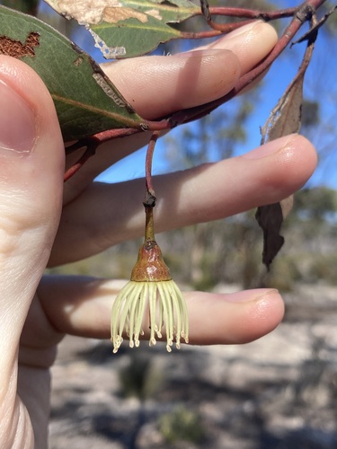 Image of Eucalyptus astringens by (c) Thomas Mesaglio, some rights reserved (CC BY)