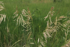 Bromus riparius