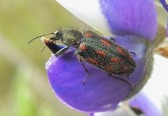 Astylus bourgeoisi
