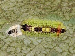 Hypochrysops apelles