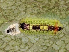 Hypochrysops apelles