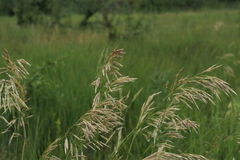 Bromus riparius