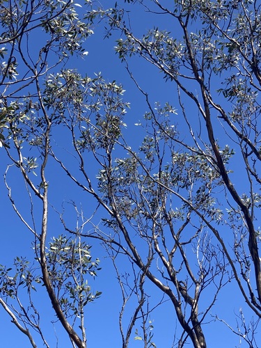 Image of Eucalyptus cernua by (c) Thomas Mesaglio, some rights reserved (CC BY)