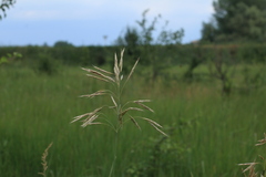 Bromus riparius