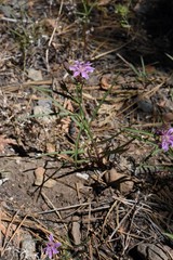 Stephanomeria lactucina