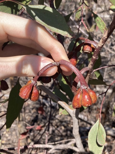 Image of Eucalyptus cernua by (c) Thomas Mesaglio, some rights reserved (CC BY)